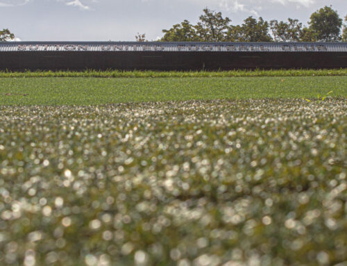 Foundation: Play On The Pitch